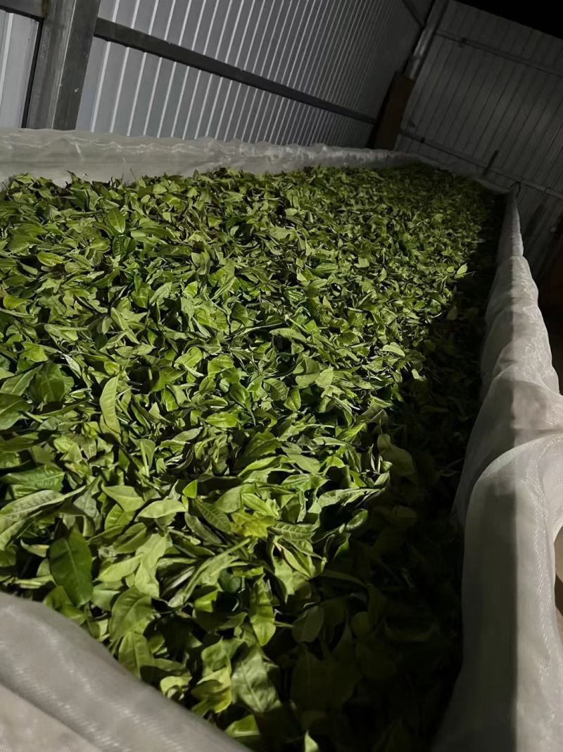 100年以上古树茶