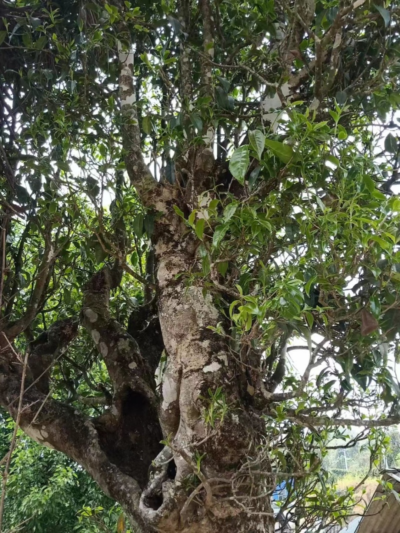 100年以上古树茶
