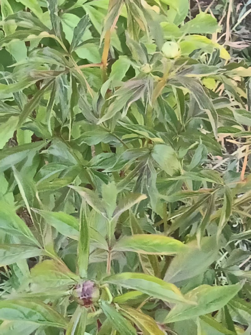 芍药鲜切花，预计半个月开花，可以预订，花开有期，浪漫无价