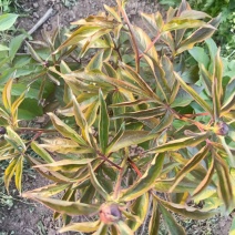 芍药鲜切花，预计半个月开花，可以预订，花开有期，浪漫无价