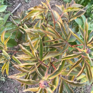 芍药鲜切花，预计半个月开花，可以预订，花开有期，浪漫无价