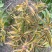 芍药鲜切花，预计半个月开花，可以预订，花开有期，浪漫无价