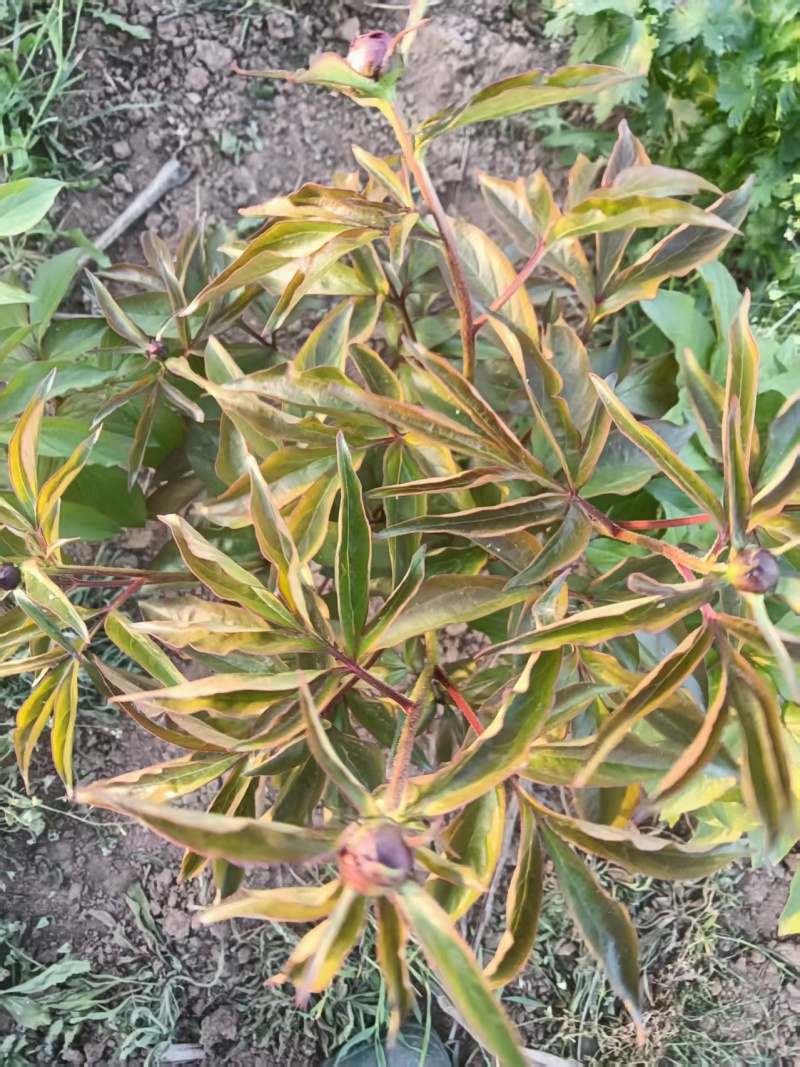 芍药鲜切花，预计半个月开花，可以预订，花开有期，浪漫无价