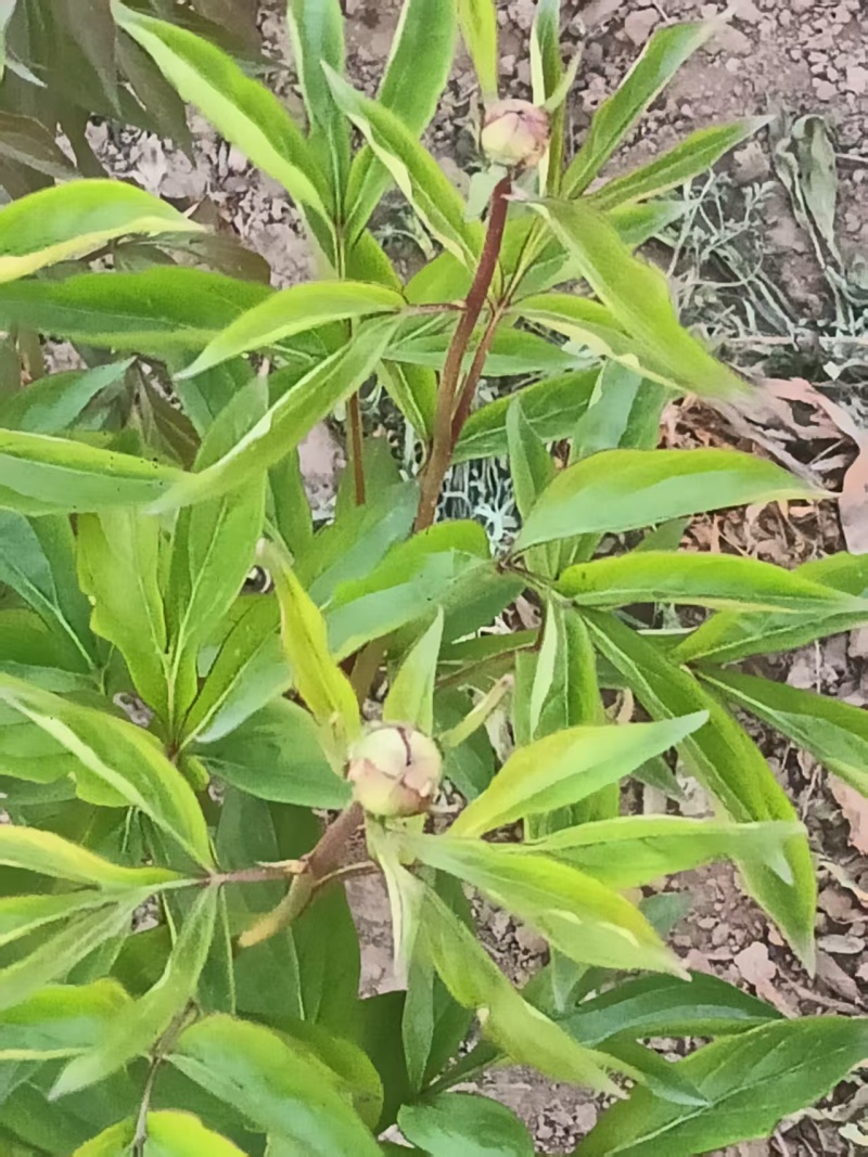 芍药鲜切花，预计半个月开花，可以预订，花开有期，浪漫无价