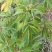芍药鲜切花，预计半个月开花，可以预订，花开有期，浪漫无价