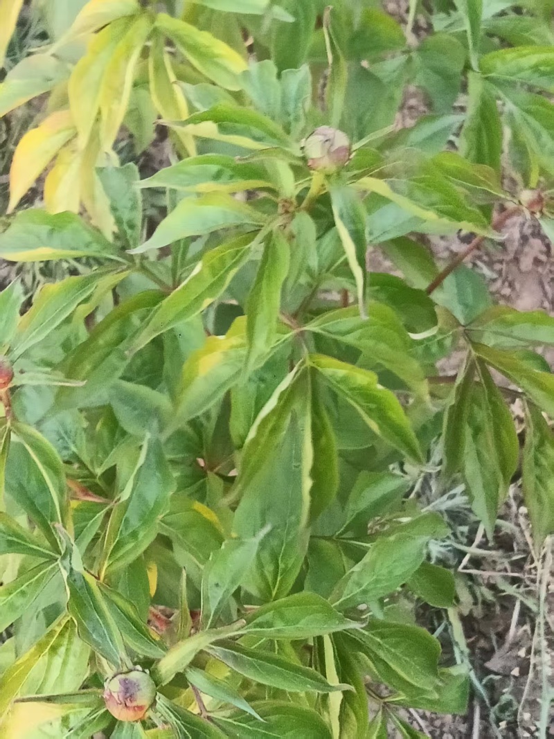 芍药鲜切花，预计半个月开花，可以预订，花开有期，浪漫无价