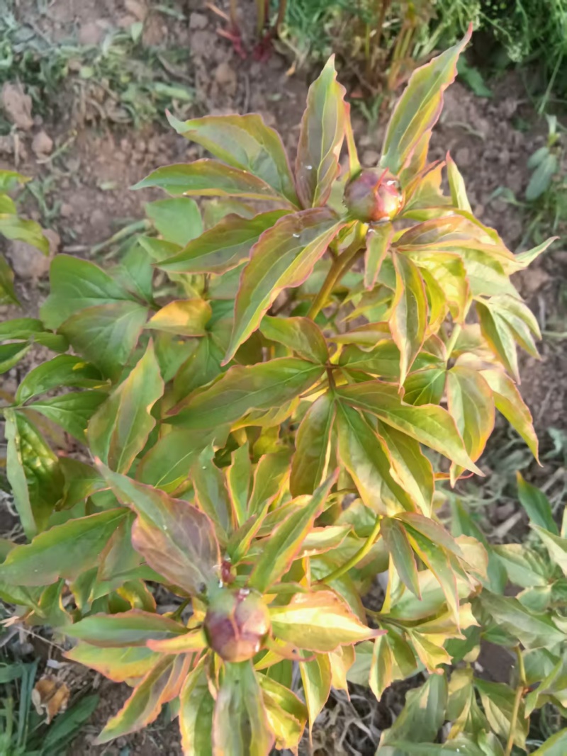 芍药鲜切花，预计半个月开花，可以预订，花开有期，浪漫无价