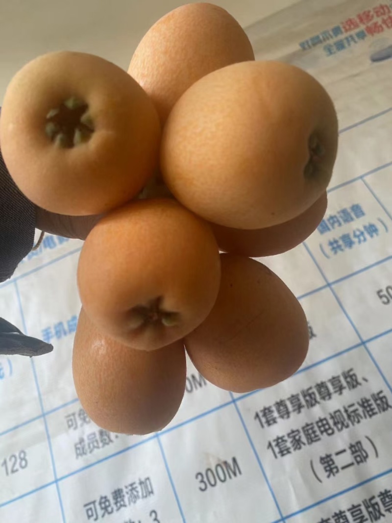 米易大五星枇杷