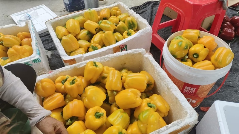 150克起！精品箱装，8元/一公斤上车价