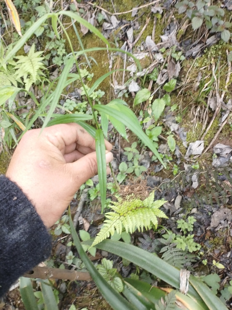 多花黄精苗