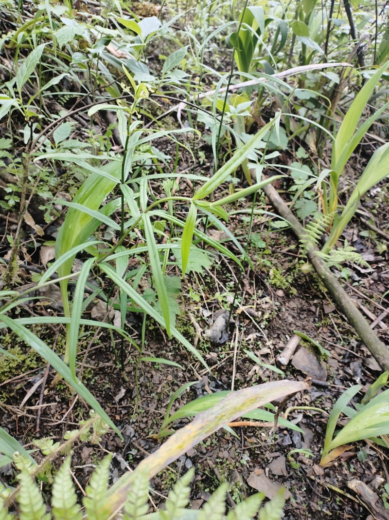 多花黄精苗