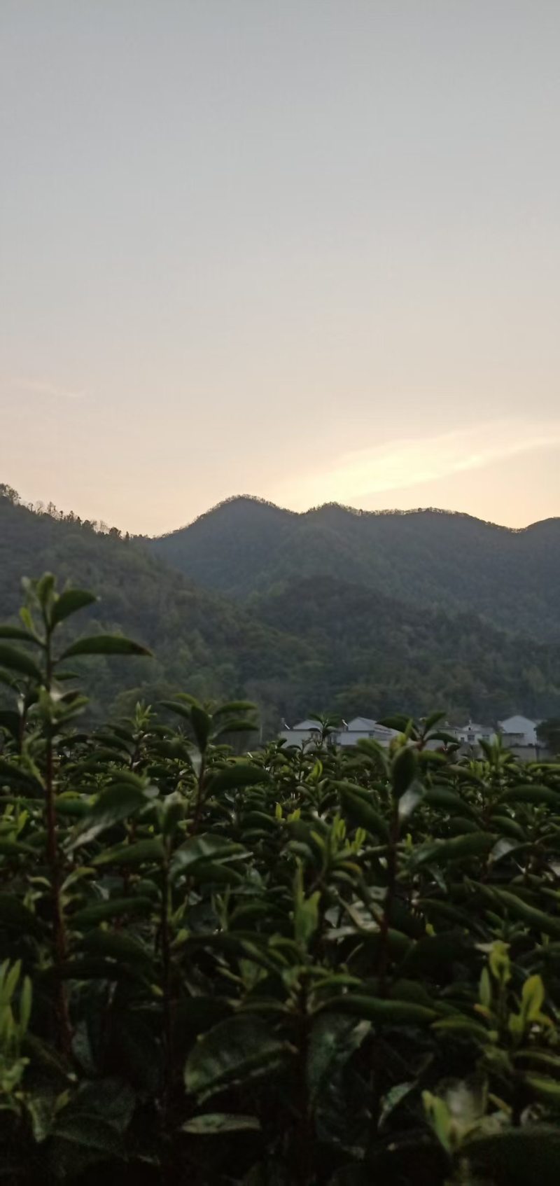 高山茶叶