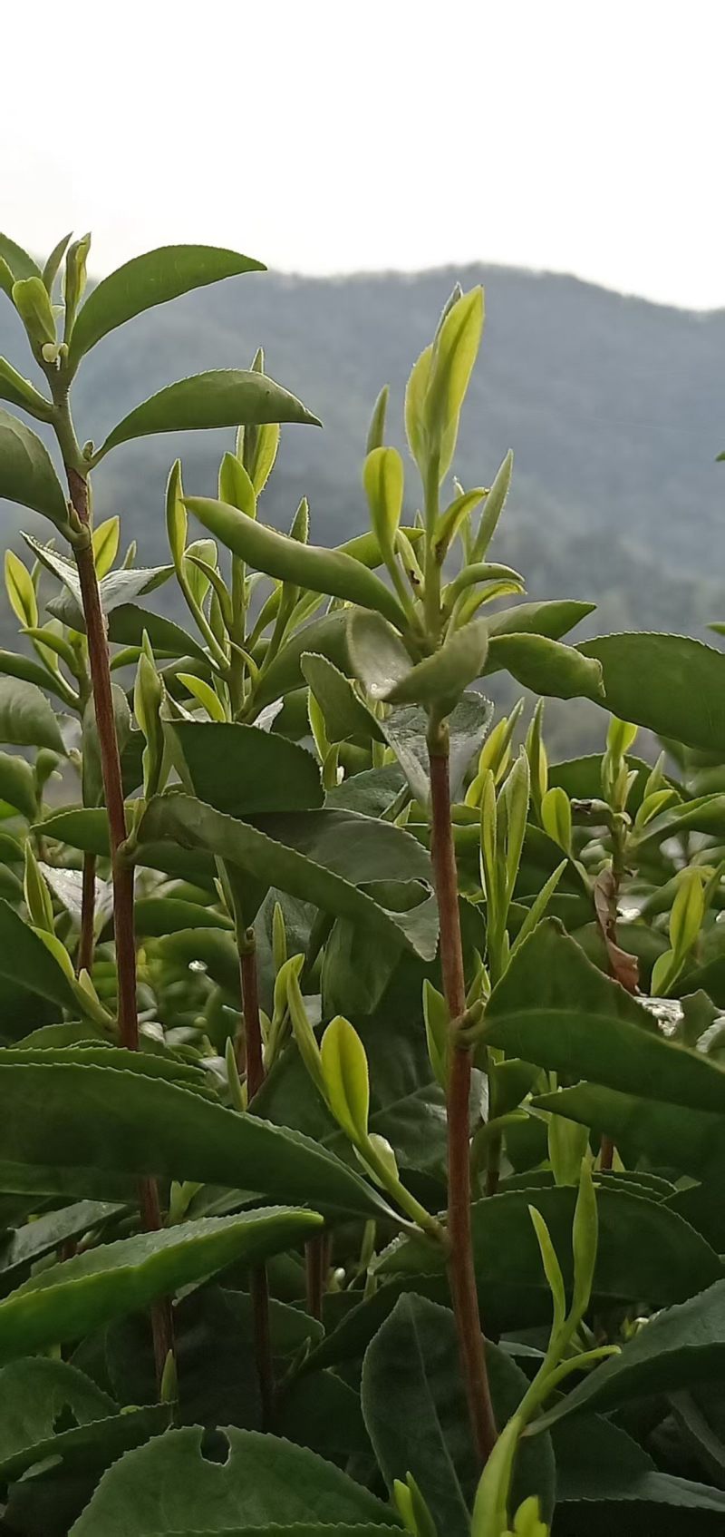 高山茶叶