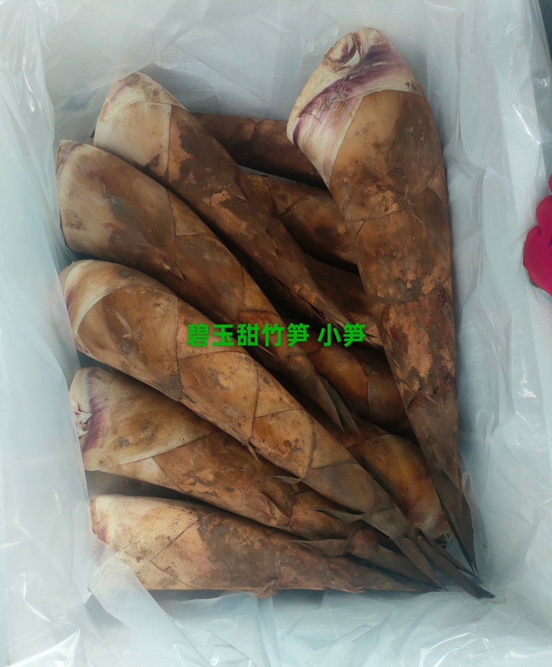 云南甜龙笋开始上市现挖现发新鲜直达！