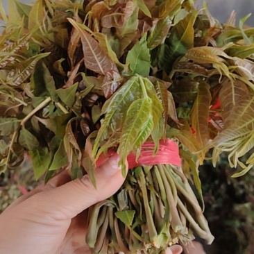 山东泰安新泰禹村泉头漏天头茬香椿芽