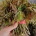 山东泰安新泰禹村泉头漏天头茬香椿芽