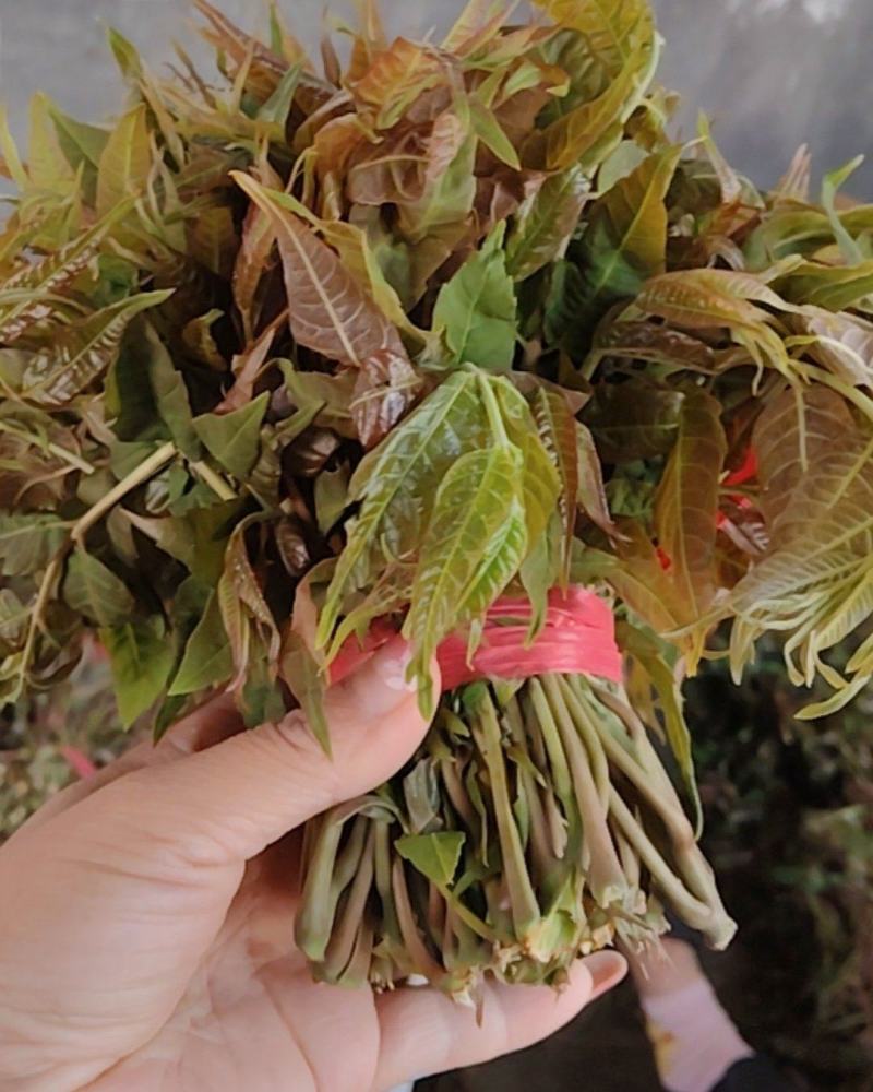 山东泰安新泰禹村泉头漏天头茬香椿芽