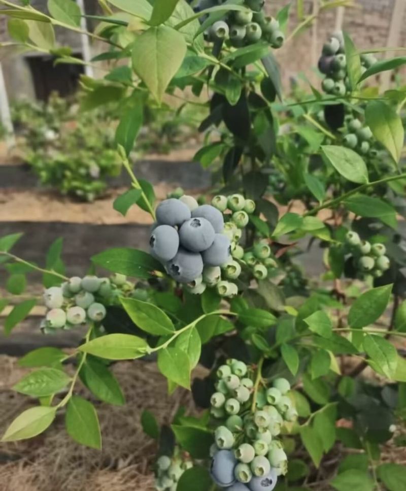 L25花香蓝莓早熟脆甜产地直发F6超大果蓝莓大量上市