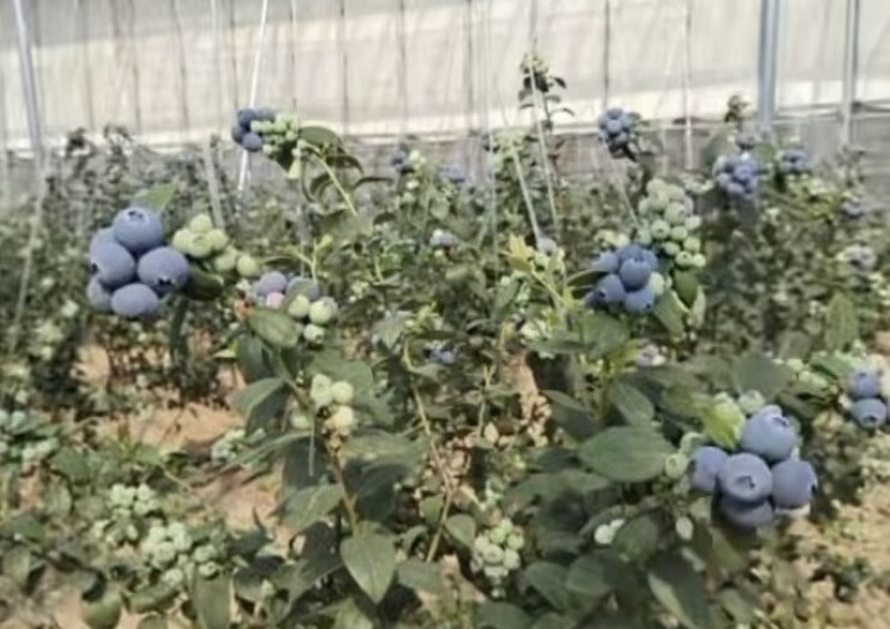 L25花香蓝莓早熟脆甜产地直发F6超大果蓝莓大量上市