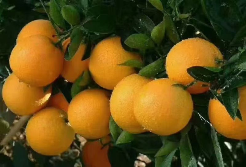 黔阳冰糖橙