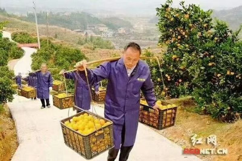 黔阳冰糖橙