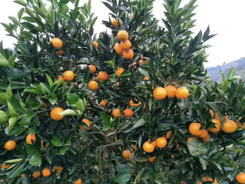 黔阳冰糖橙