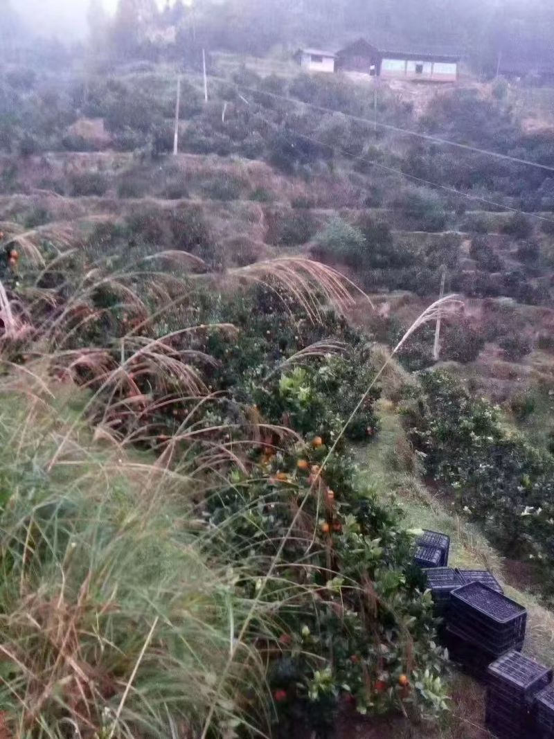 黔阳冰糖橙