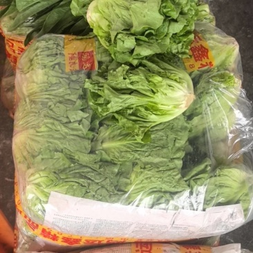 云南陆良包装水菜