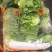云南陆良包装水菜