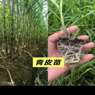 粤翠一代脱毒甘蔗苗组培苗直种苗基地直供优质青皮黄皮黑皮