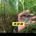 粤翠一代脱毒甘蔗苗组培苗直种苗基地直供优质青皮黄皮黑皮