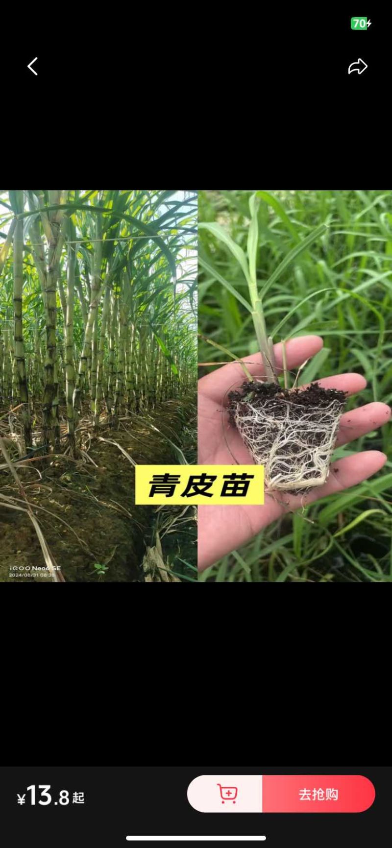 粤翠一代脱毒甘蔗苗组培苗直种苗基地直供优质青皮黄皮黑皮