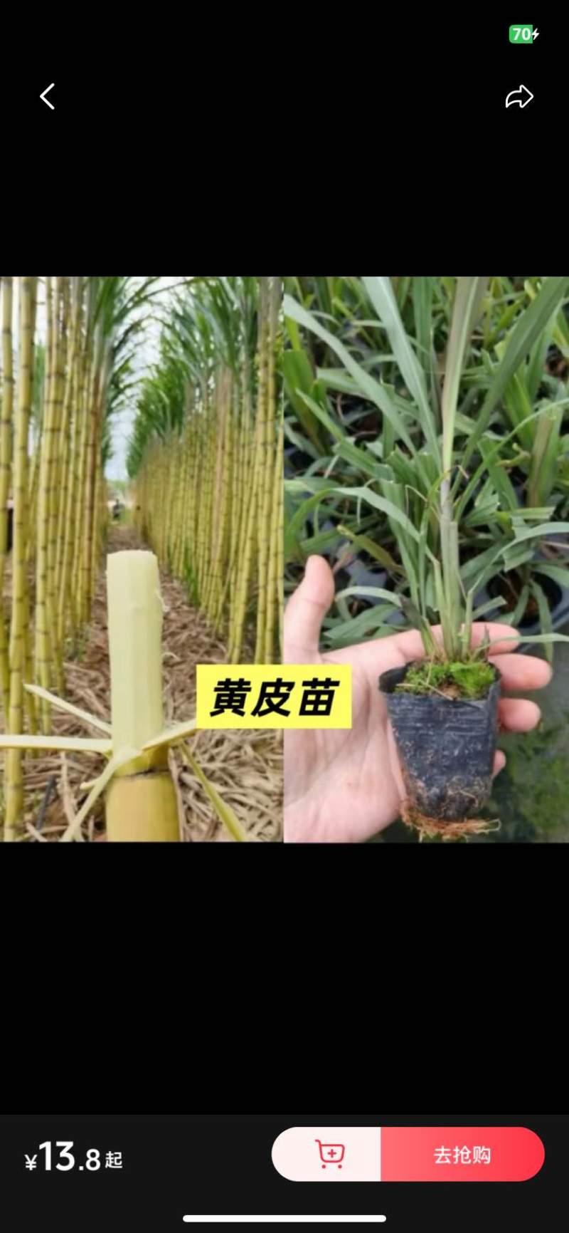 粤翠一代脱毒甘蔗苗组培苗直种苗基地直供优质青皮黄皮黑皮