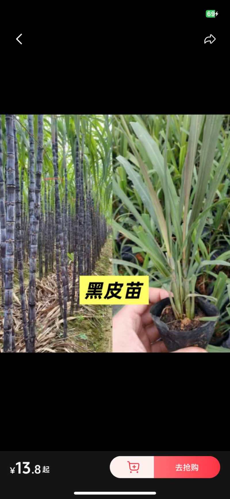 粤翠一代脱毒甘蔗苗组培苗直种苗基地直供优质青皮黄皮黑皮