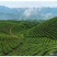 恩施富硒绿茶