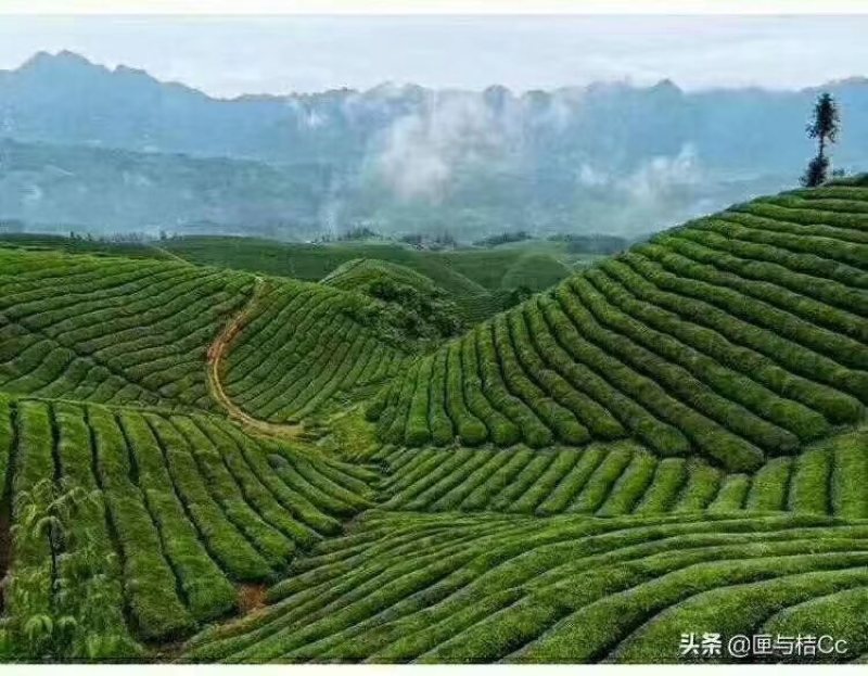 恩施富硒绿茶