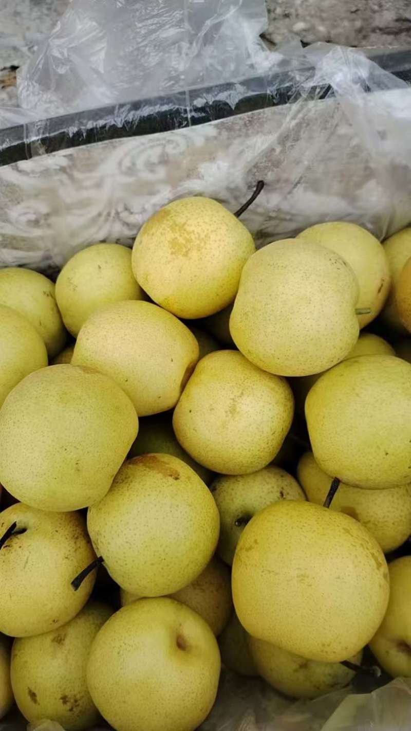 皇冠梨