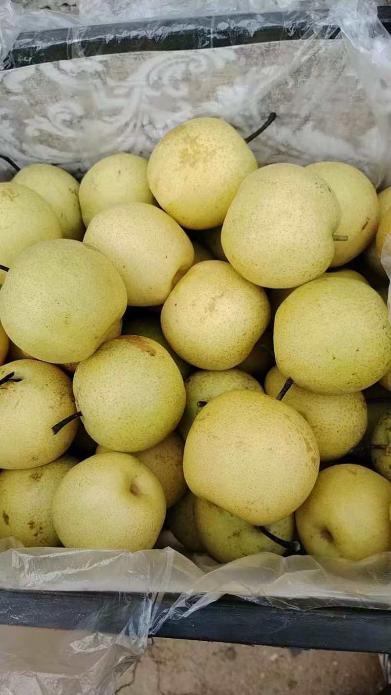 皇冠梨