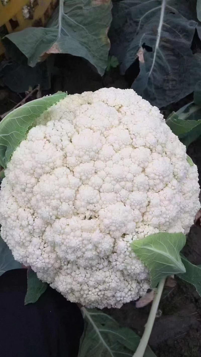 果蔬