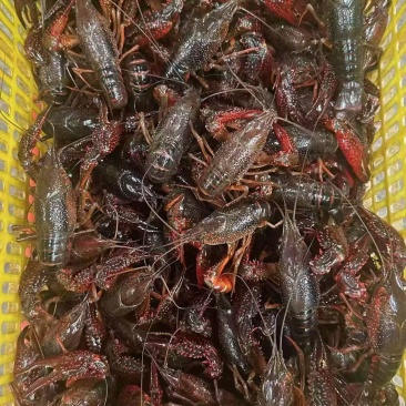 清水小龙虾鳃清腹白各种规格都有每天价格不一样请来电咨询