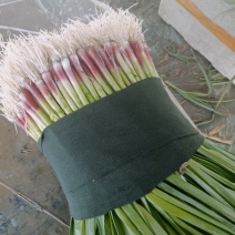 红蒜苗