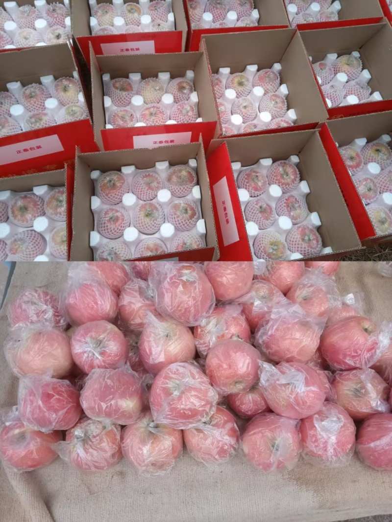纸加膜袋红富士苹果脆甜多汁有需要的联系***********