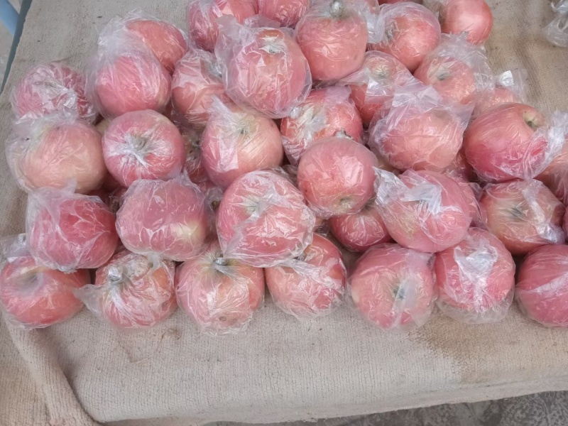 纸加膜袋红富士苹果脆甜多汁有需要的联系***********