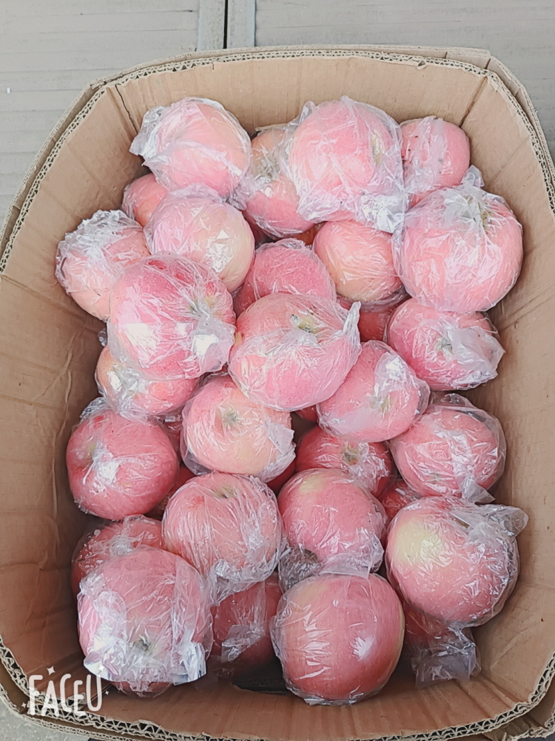 纸加膜袋红富士苹果脆甜多汁有需要的联系***********