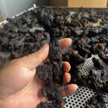 精品野生黄米青，价格实惠，数量不多