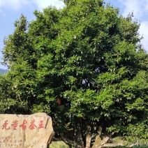 古树普洱茶