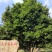 古树普洱茶