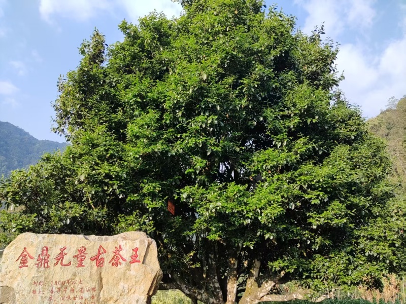 古树普洱茶