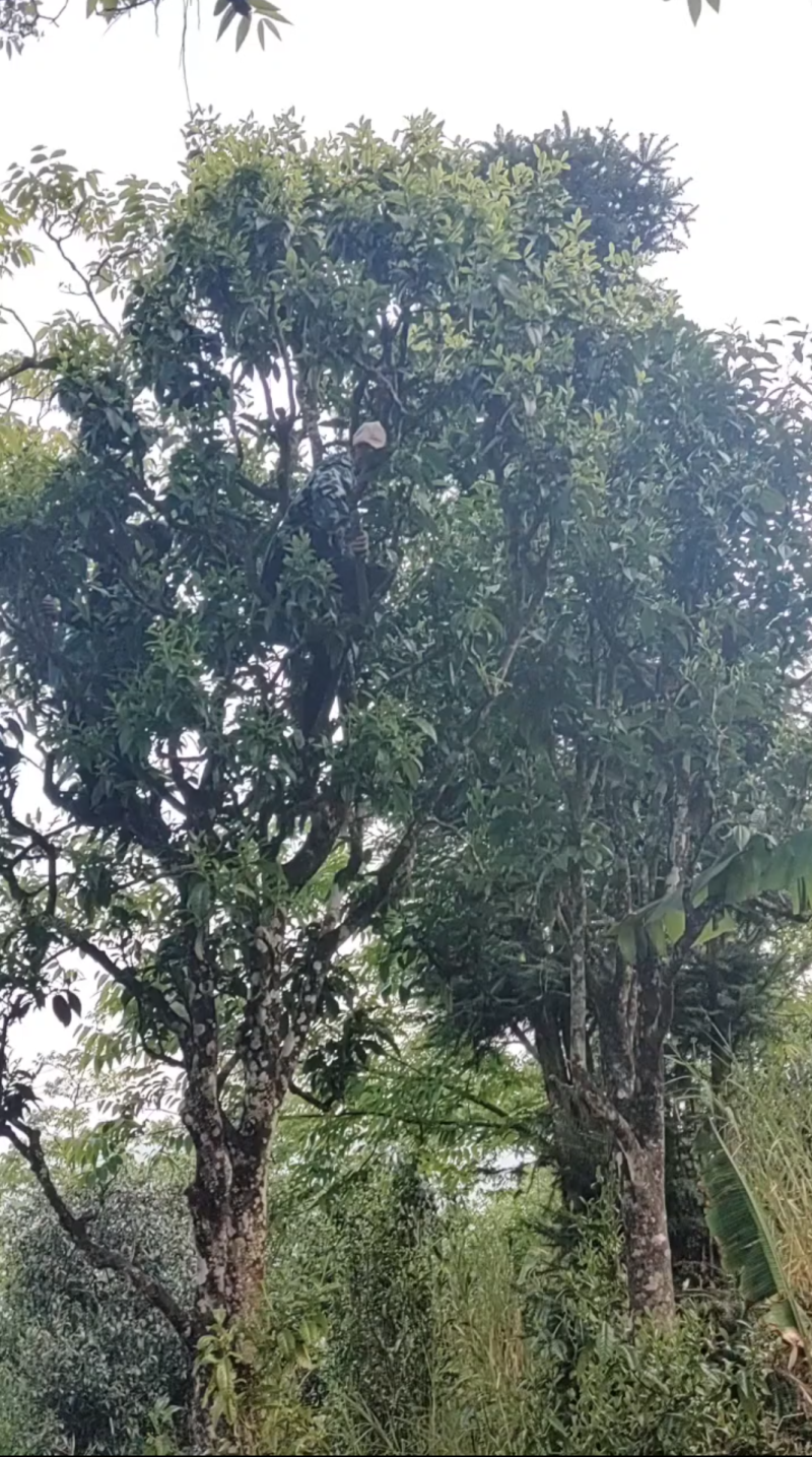 古树普洱茶