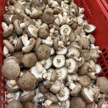香菇